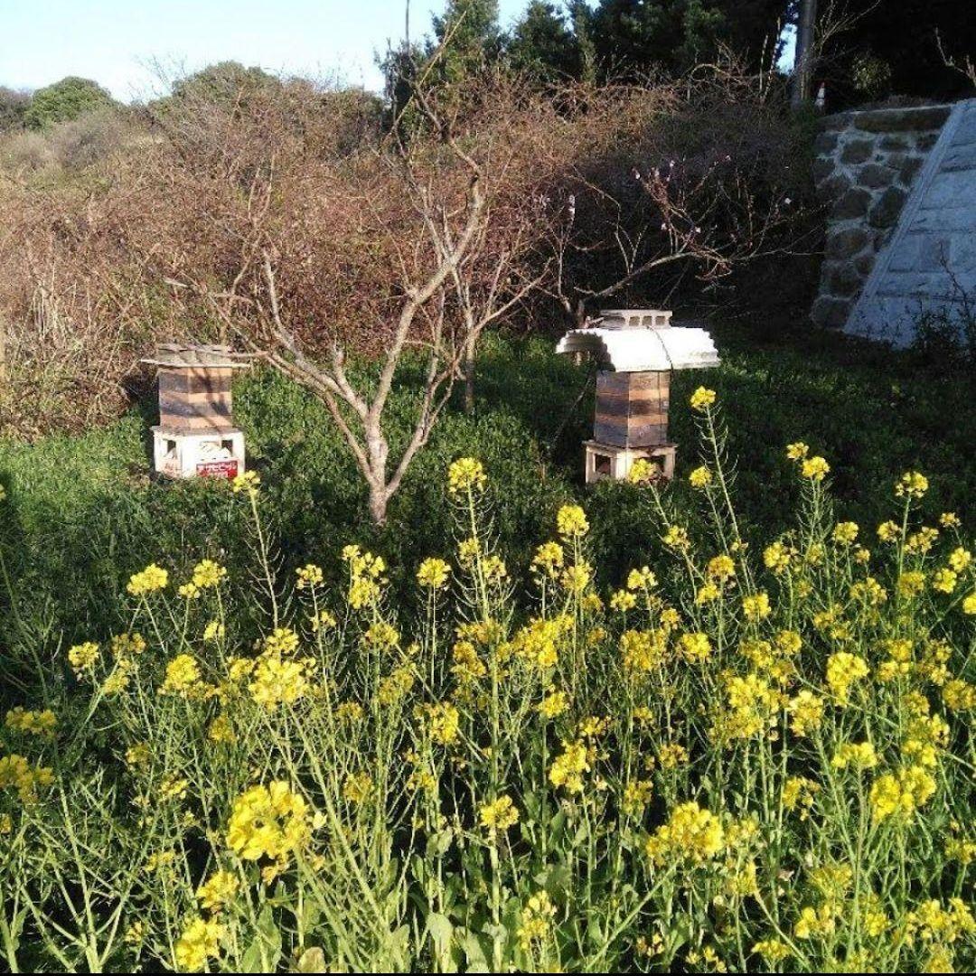 【希少！】ニホンミツバチの百花蜜の蜂蜜