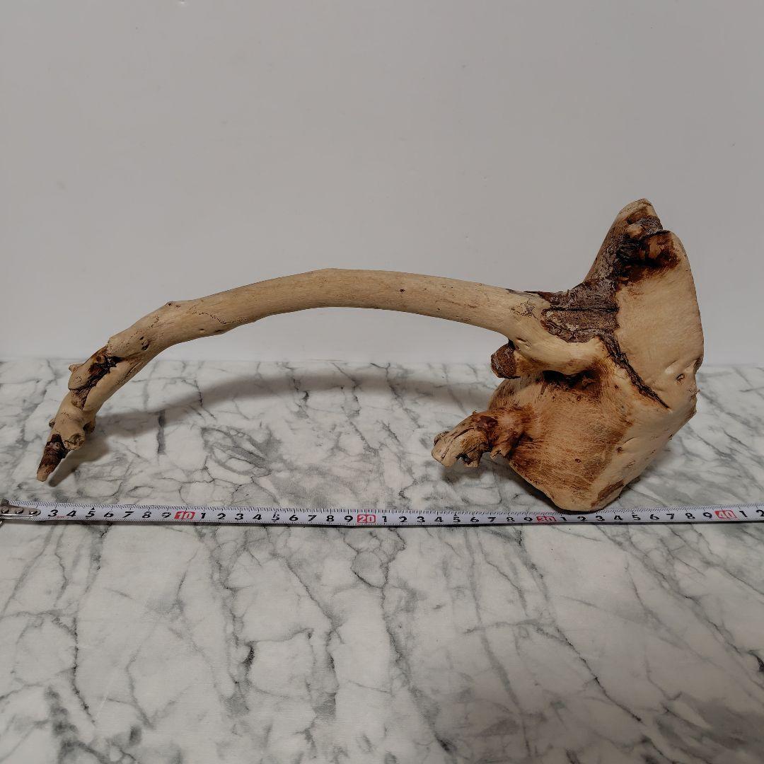 アク抜き済み流木【814】セール