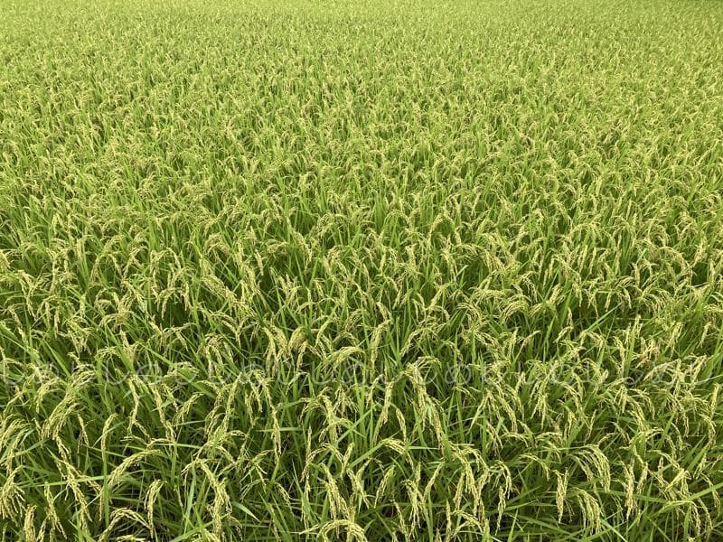 魚沼産コシヒカリ　令和7年産　白米　10キロ　米農家直送　送料無料①