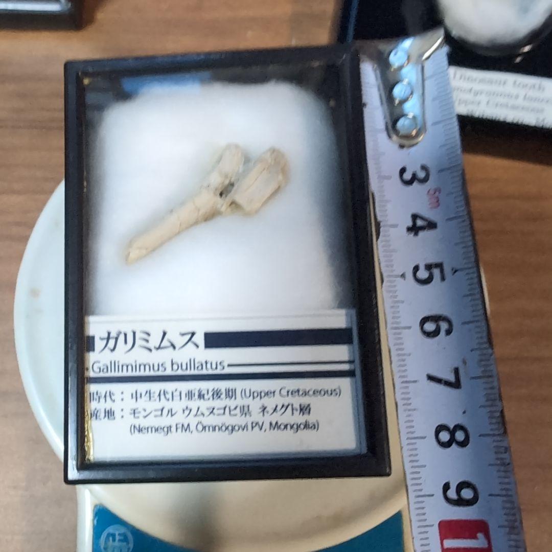本物　恐竜　ガリミムスの前指骨化石　モンゴル　ラベルケース付き