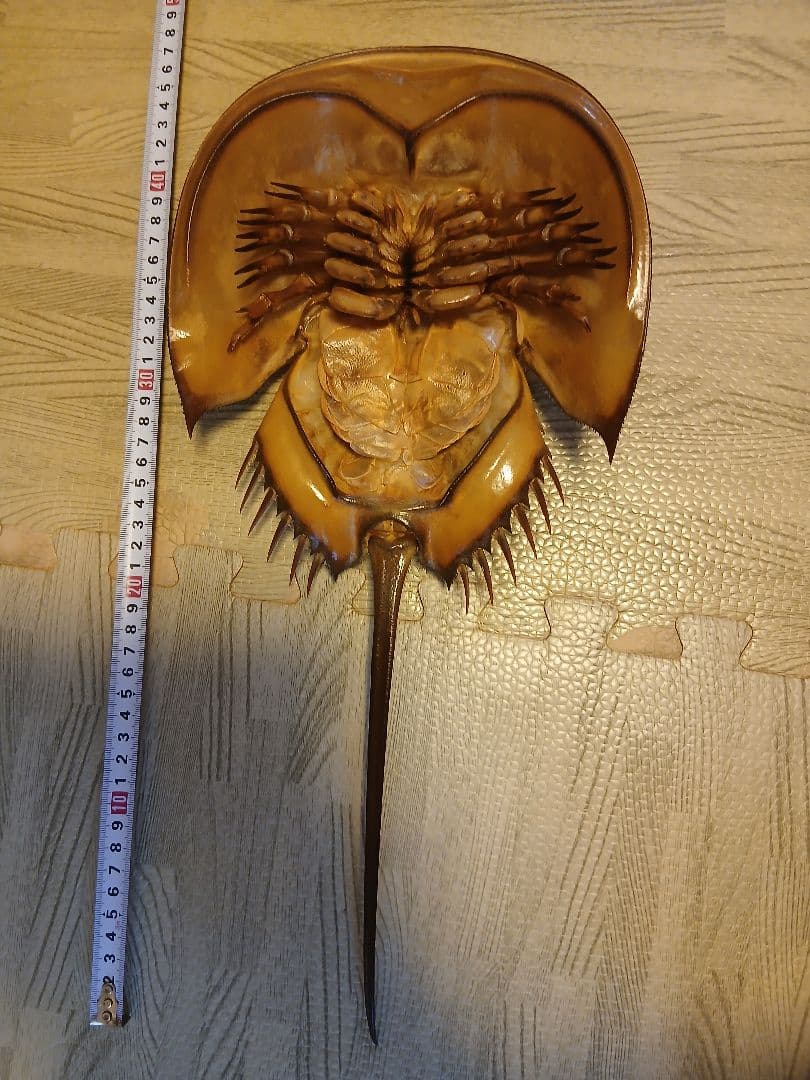 野生　カブトガニ 脱皮殻 約45cm