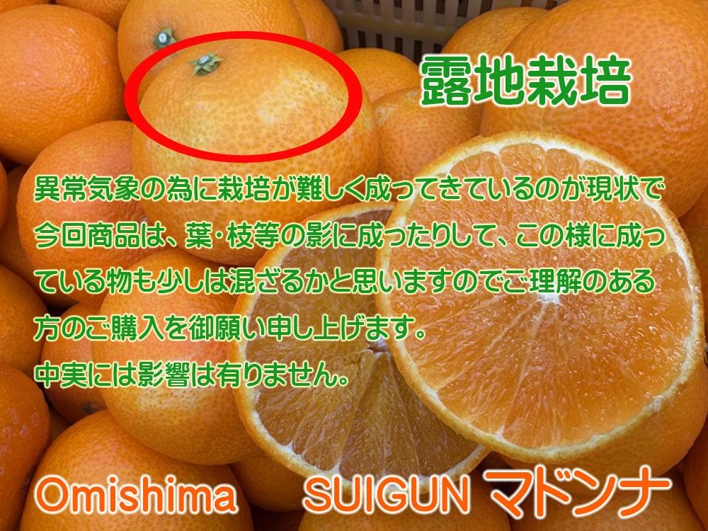 【tomoko】SUIGUN マドンナ M～L玉6Kg×２箱　【２箱縛り】