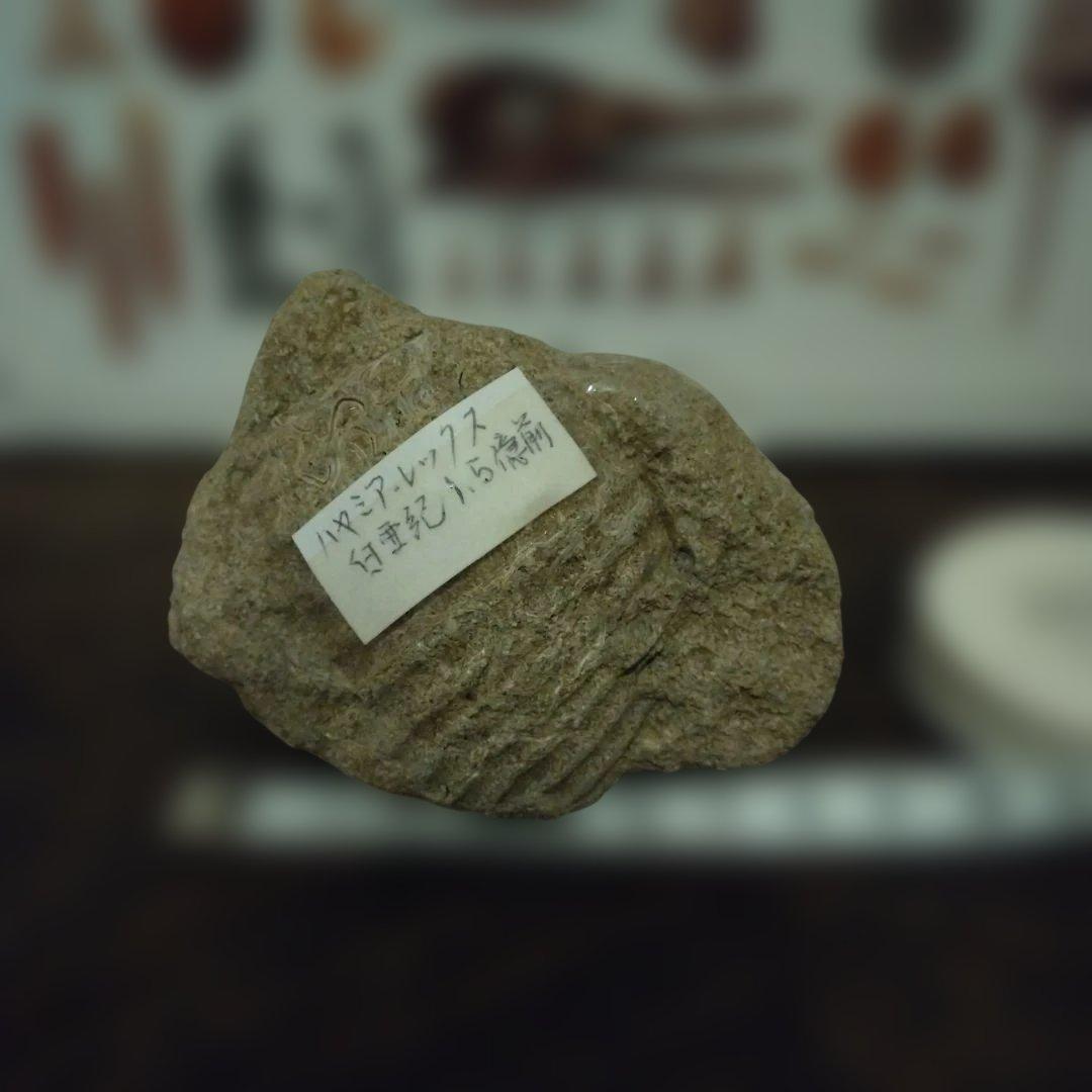 美術 デッサン用 コレクション 極美品 ハヤミア・レックス 化石