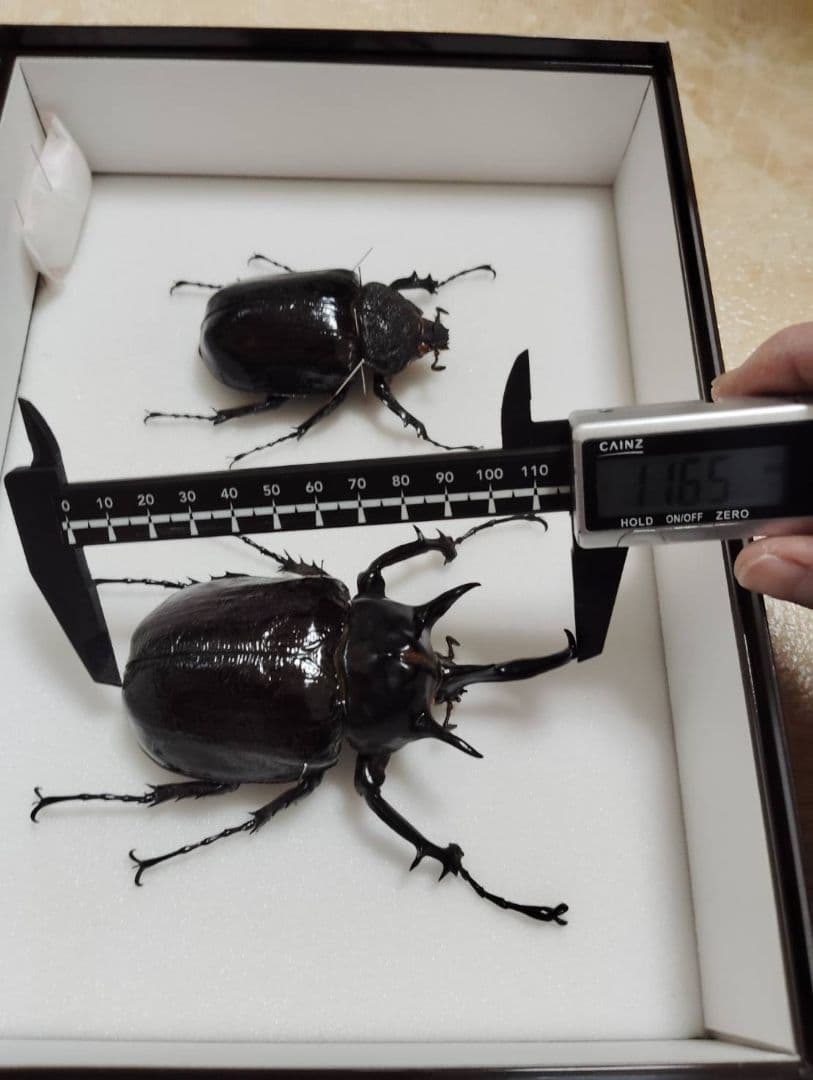 【マルスゾウカブトムシ】 マルス標本 雌雄セット　昆虫セット　オスメスペア