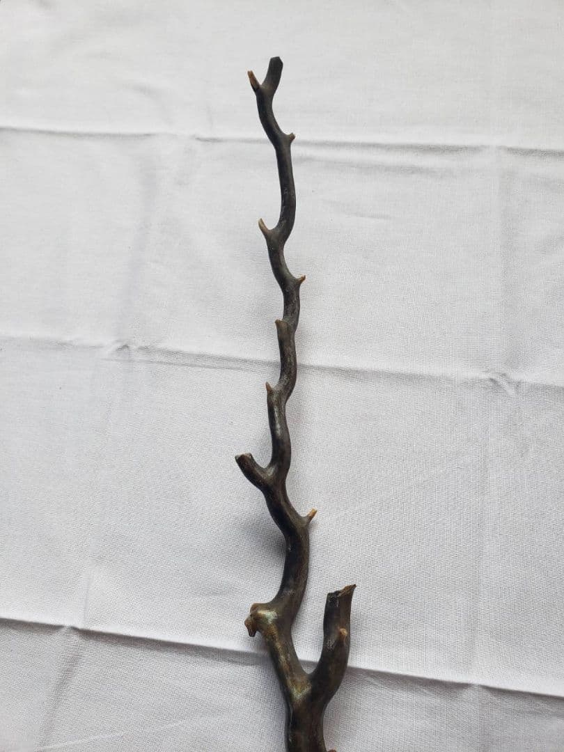 深海松☆レインボーコーラル☆宝石珊瑚