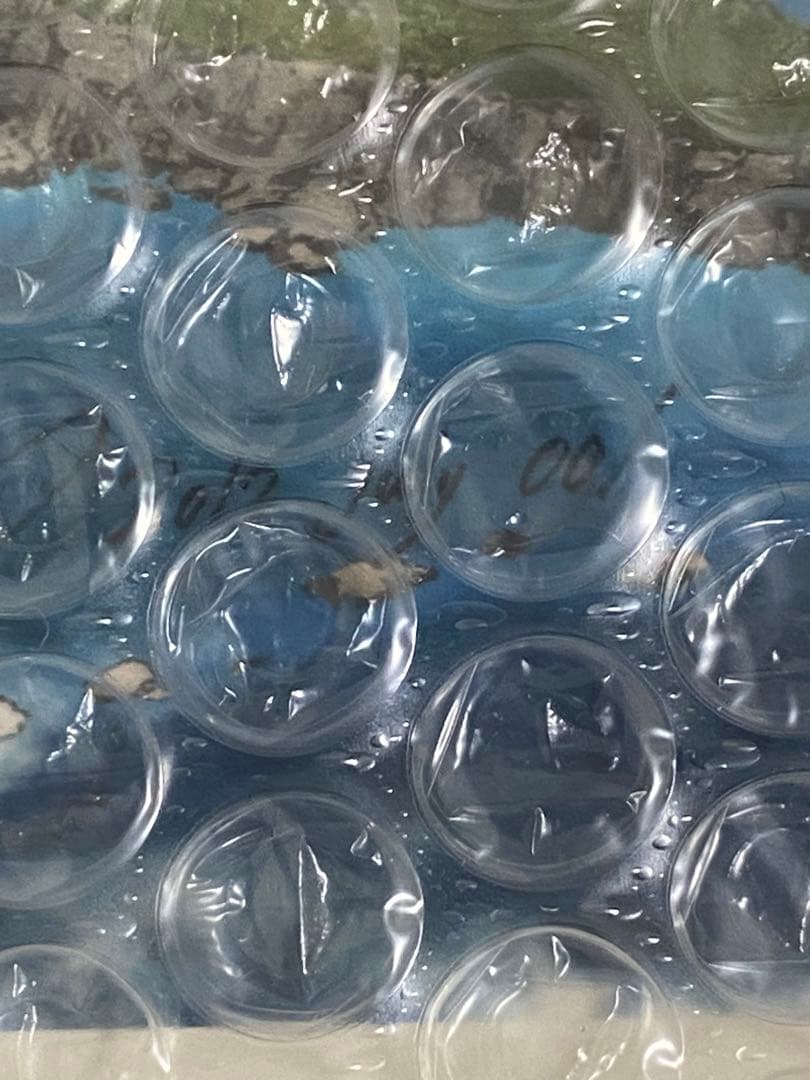 井上淳哉 直筆サイン入り複製原画 シリアルNo.1 BTOOOM! 坂本竜太