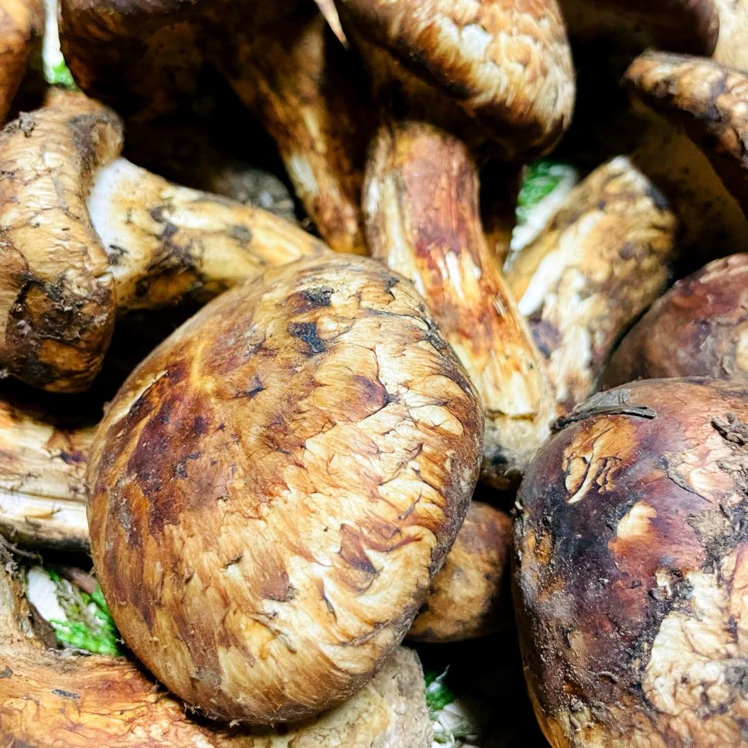 松茸　国産　山梨県　100gセット