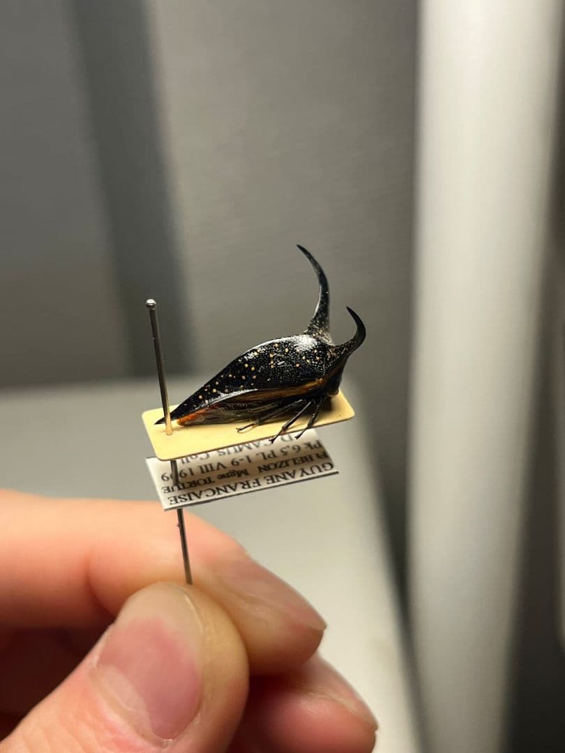 【角蝉最大種】Hemikyptha marginata ツノゼミ セミ ホタ標本