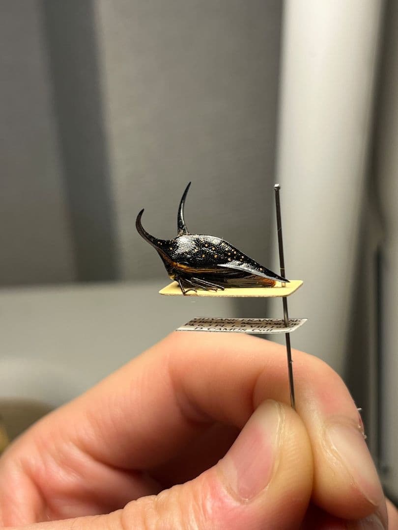 【角蝉最大種】Hemikyptha marginata ツノゼミ セミ ホタ標本