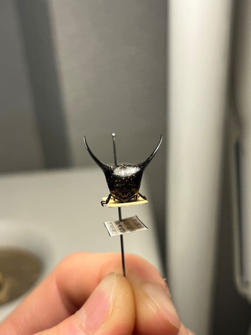 【角蝉最大種】Hemikyptha marginata ツノゼミ セミ ホタ標本