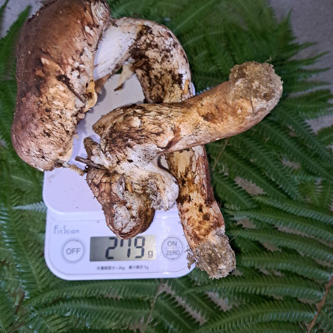 広島県産松茸　279g　虫食いあり