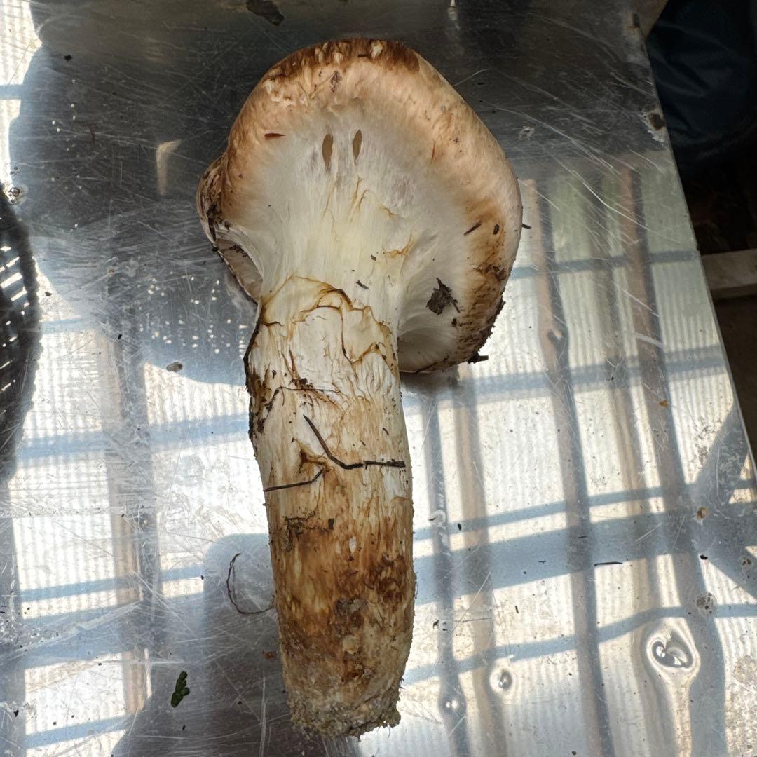 5信州上伊那産天然松茸特級品148g