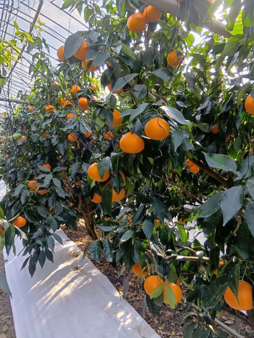 愛果28号(紅まどんな同品種)のS〜Mサイズ　正味4.5kg×2箱