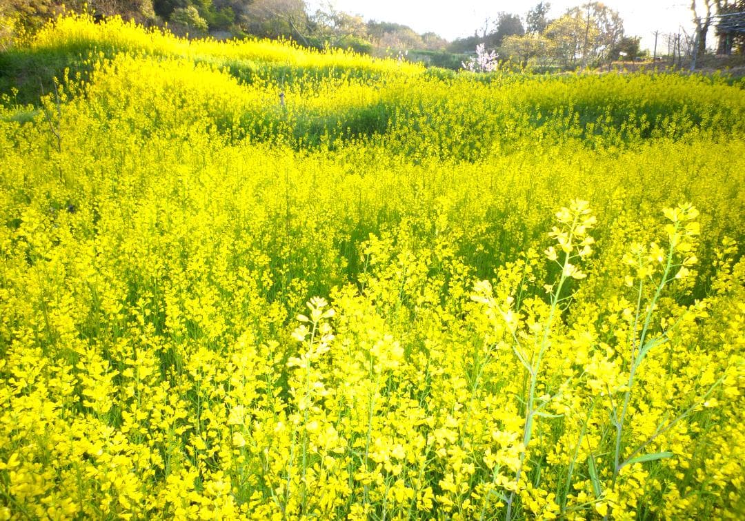 安心の日本みつばち 芳醇糖度81％優良品 非加熱 春はちみつ1,100ｇ