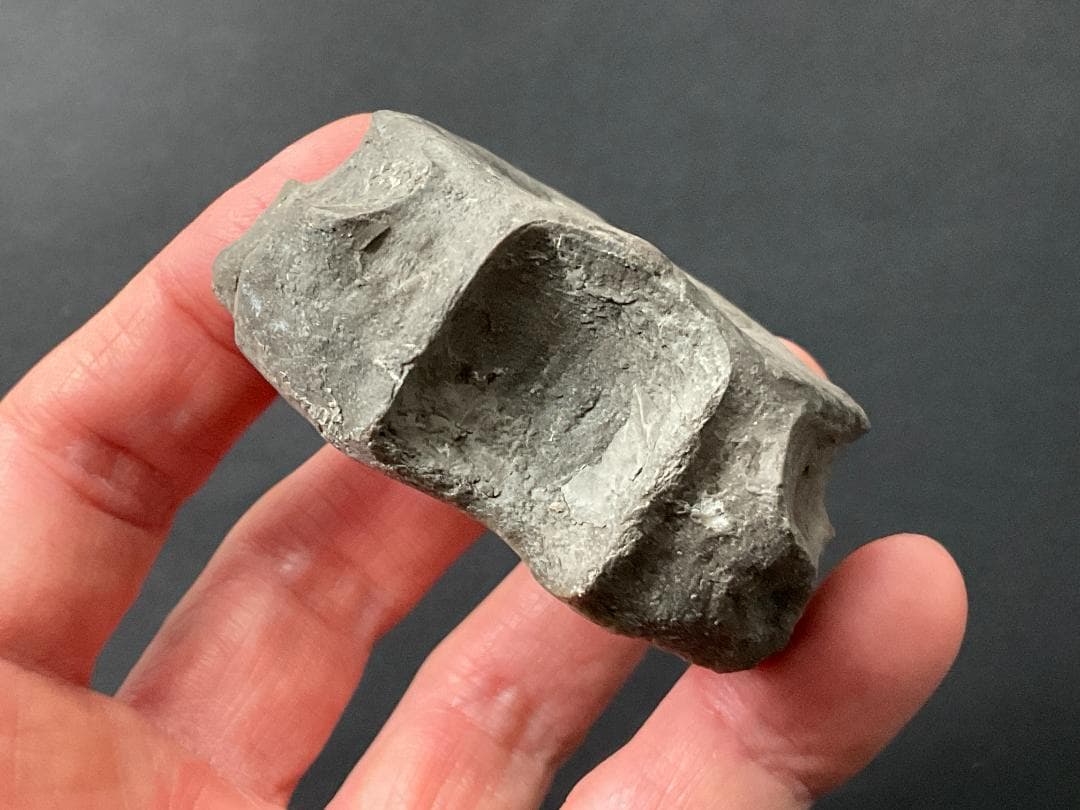 首長竜 化石 プレシオサウルス [PS28] 椎骨 クビナガリュウ 恐竜