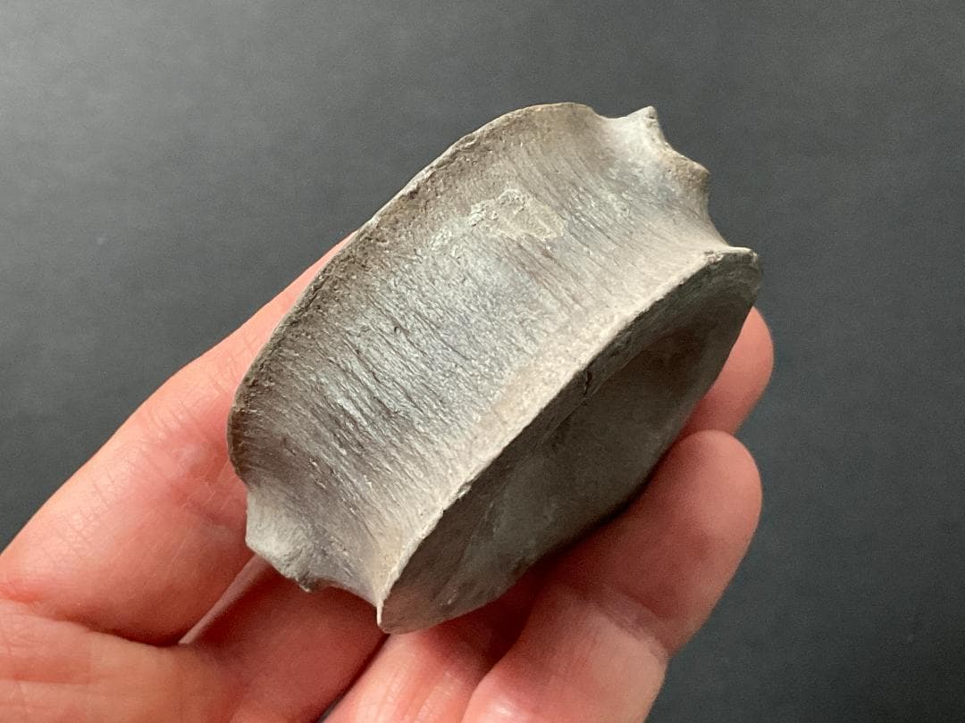 首長竜 化石 プレシオサウルス [PS28] 椎骨 クビナガリュウ 恐竜