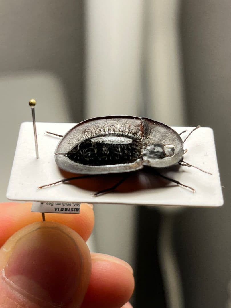 【属内最高峰】パイザラゴミムシ 巨大 昆虫標本 標本 甲虫 オサムシ ハンミョウ