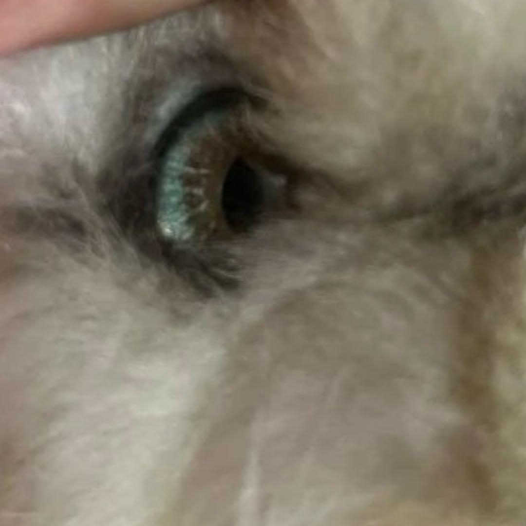 激レア！リアル！レディー・マリア　ペルシャ猫　約60センチ