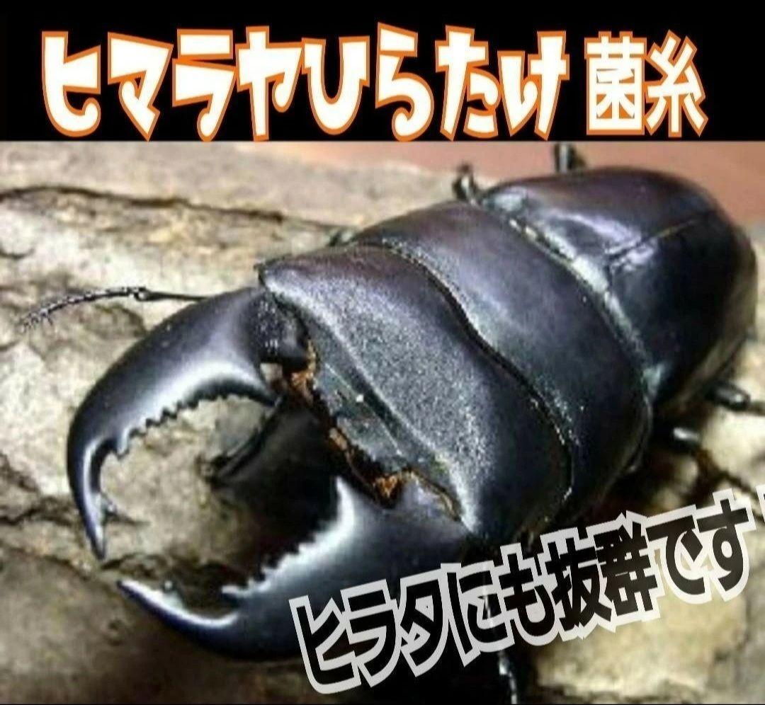 オオヒラタケ菌糸瓶1100ml【８本】特殊アミノ酸強化配合！オオクワガタに抜群！