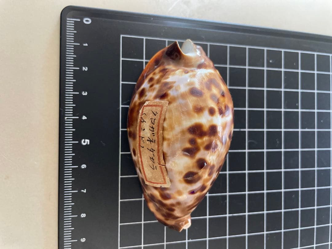 クロガネダカラ　貝殻　標本