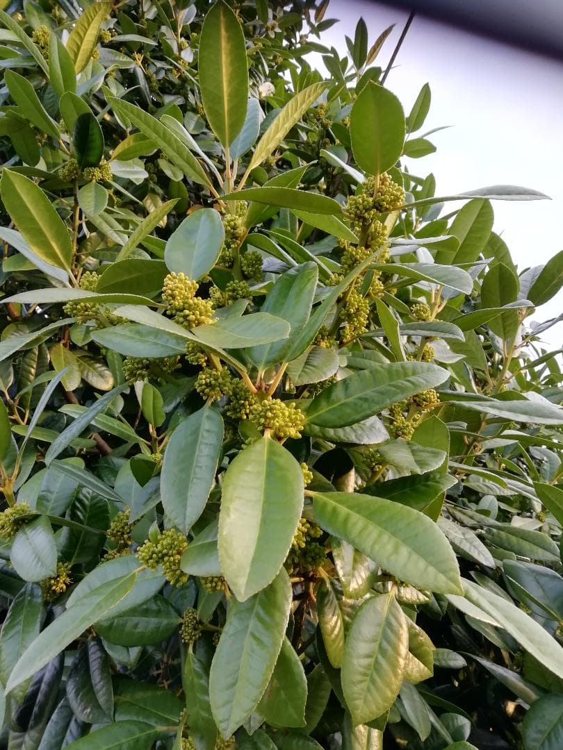 ❤ 稀少品《幻の天然完熟百花蜜》『日本みつばち春蜜の2瓶』