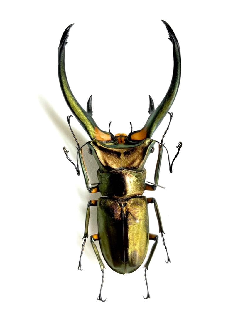 エラフスホソアカクワガタ　標本　91mm