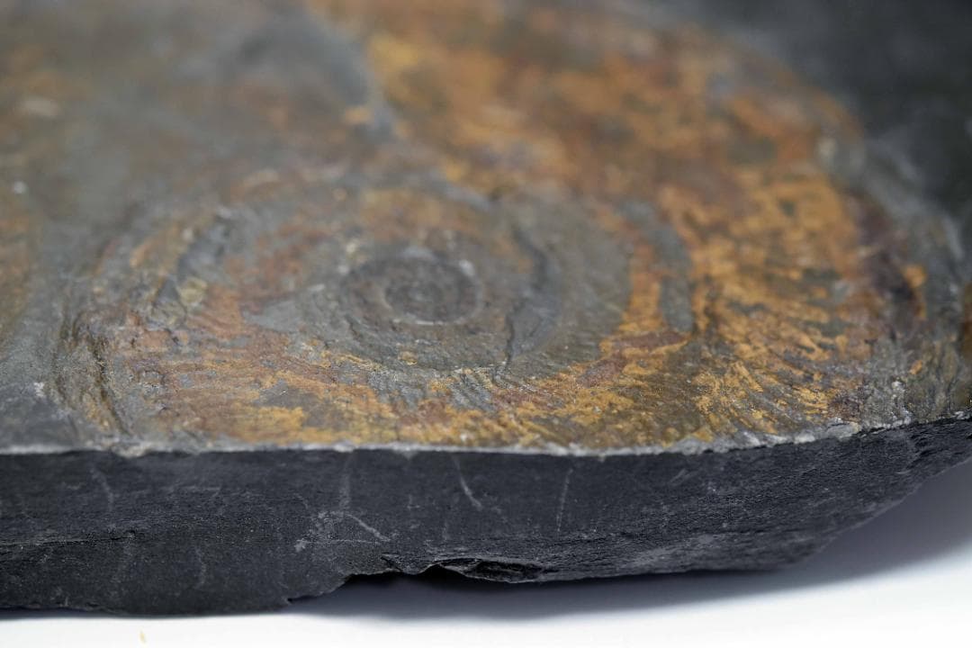 アンモナイトの化石 k3-420(yh)