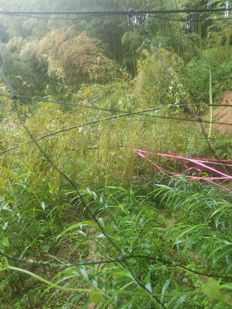 UZU 生姜親子セット 新生姜4kg 古根1.6kg 農薬肥料不使用