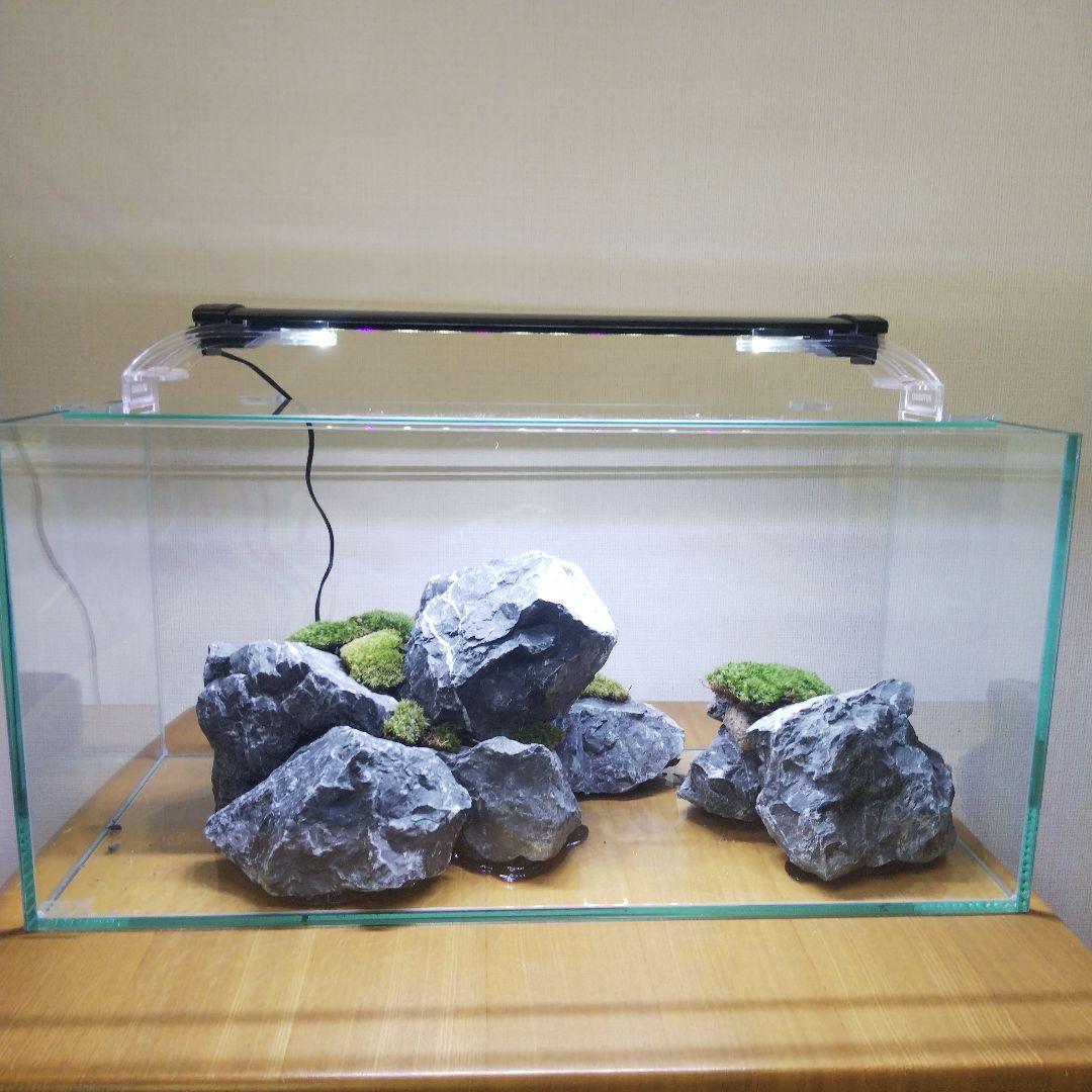 【完成品】アクアテラリウム　イモリウム　苔テラリウム