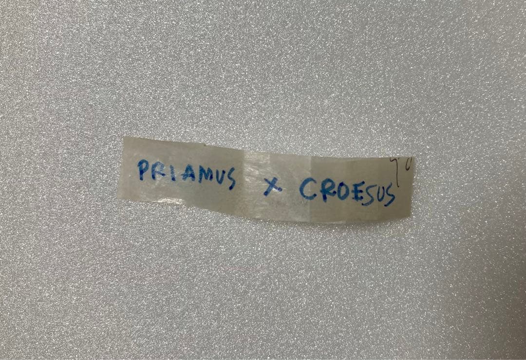 【希少種】ハイブリット型　アカメガネ×ミドリメガネ（1メス、ハルマヘラ島）