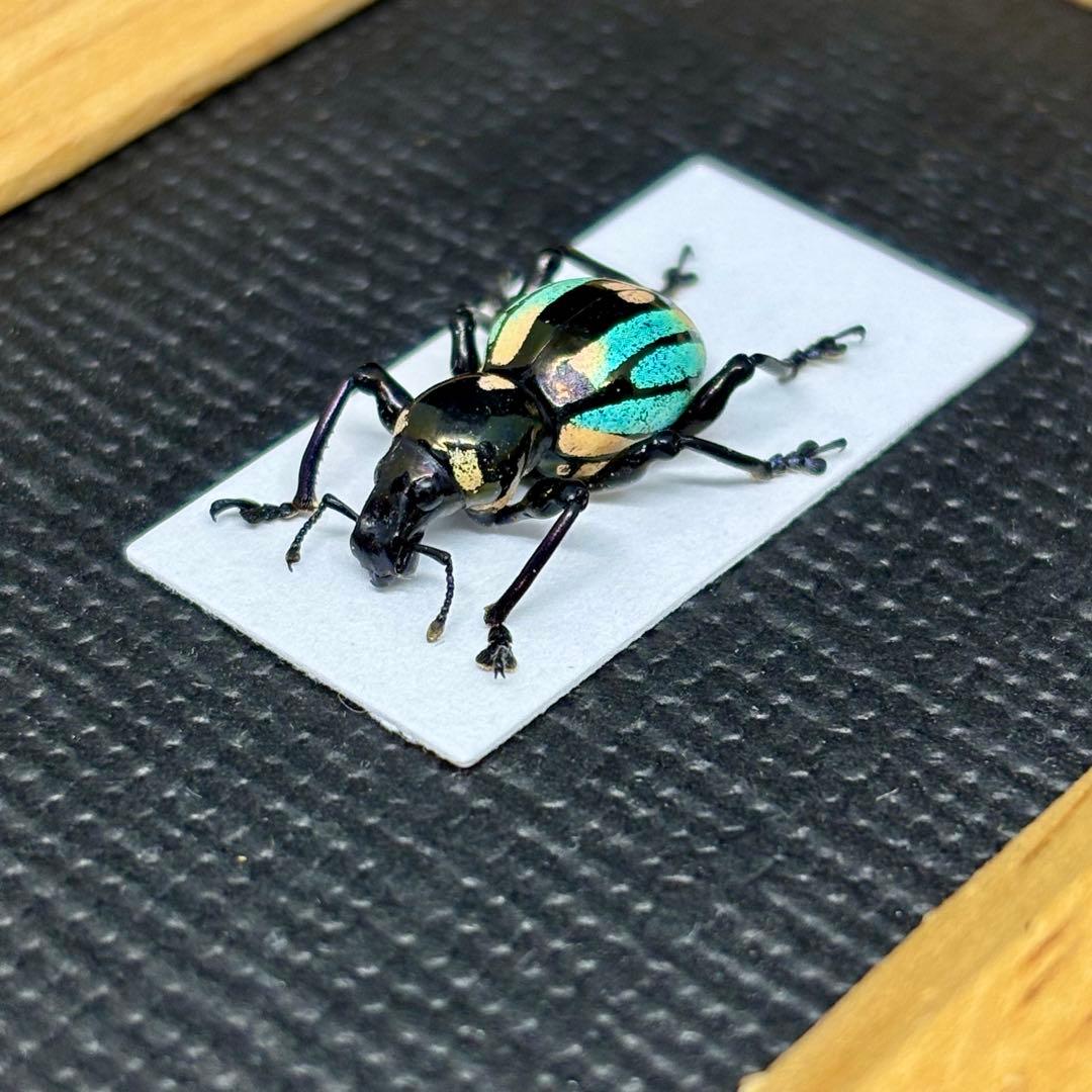 青と黄のグラデーションが美しいゾウムシ【標本】