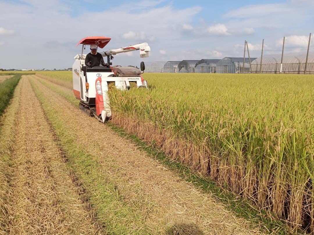 無農薬米新潟県産コシヒカリ10k