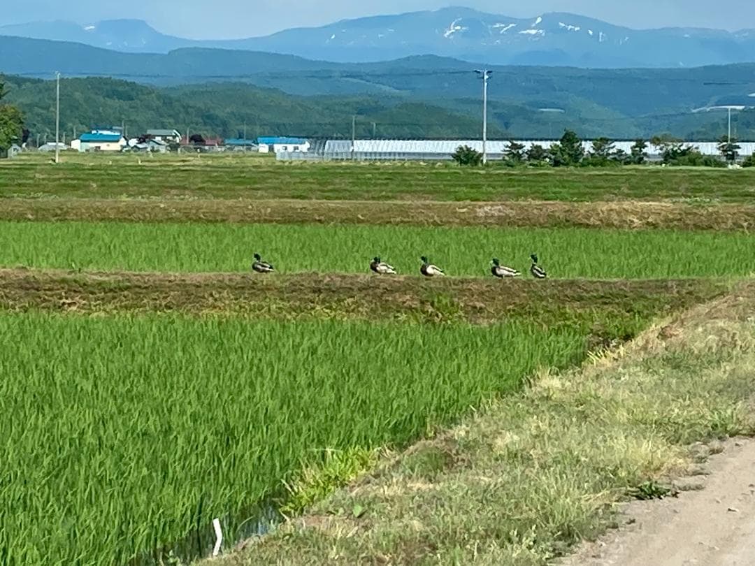 令和7年度北海道産ななつぼし玄米２０㎏農家直送