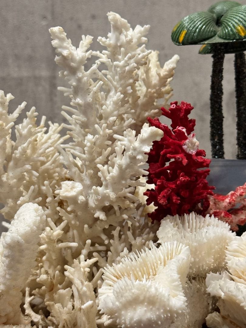 白珊瑚天然　オブジェ　アクアリウム　インテリア　デコレーション サンゴ