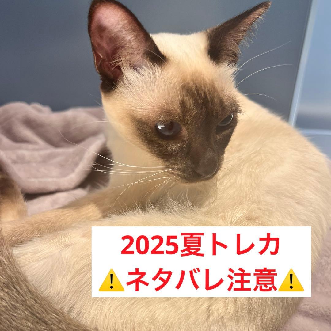 猫カフェmocha にゃんずトレカ　ひまわりと夏の思い出　吉祥寺店