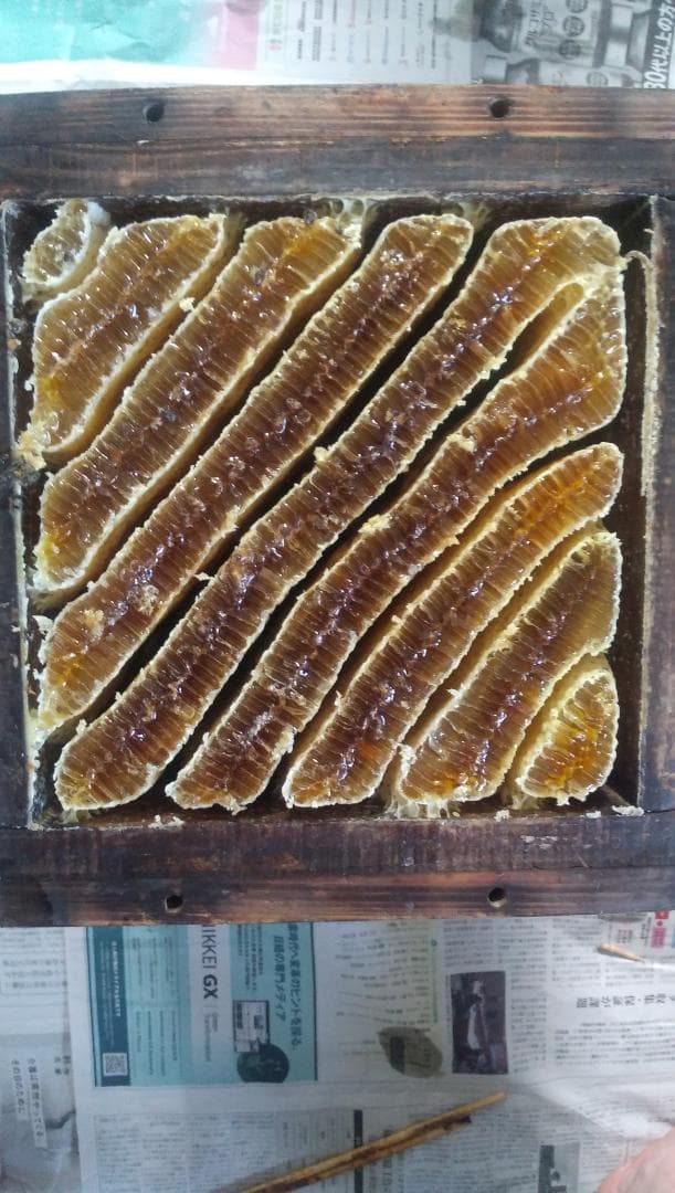 日本ミツバチ蜂蜜百花蜜　1000ｇ2本