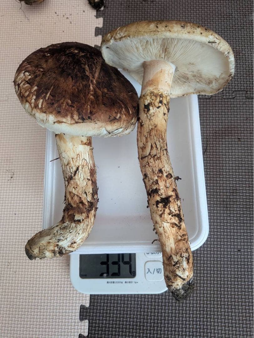 岩手県産 松茸 333g