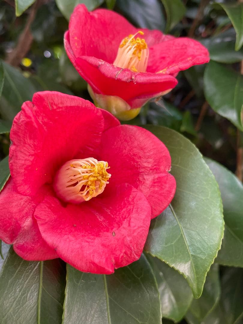 gajin18kgお姫さまマーク手延そうめん