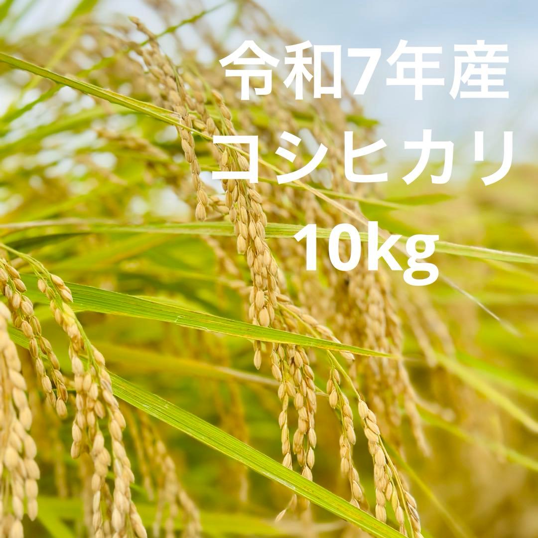 令和7年産　コシヒカリ　精米10kg