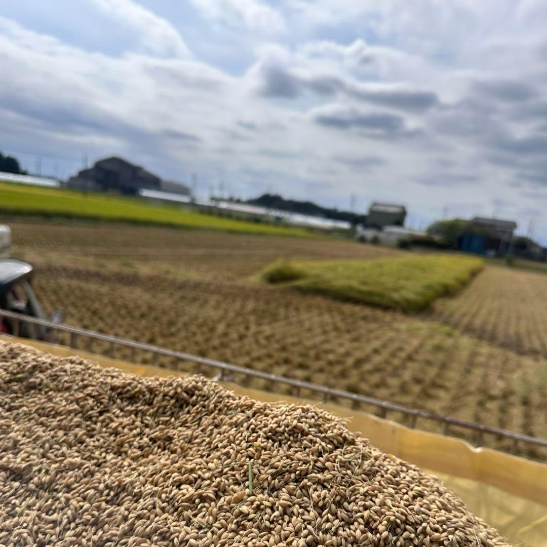 令和7年産　コシヒカリ　精米10kg