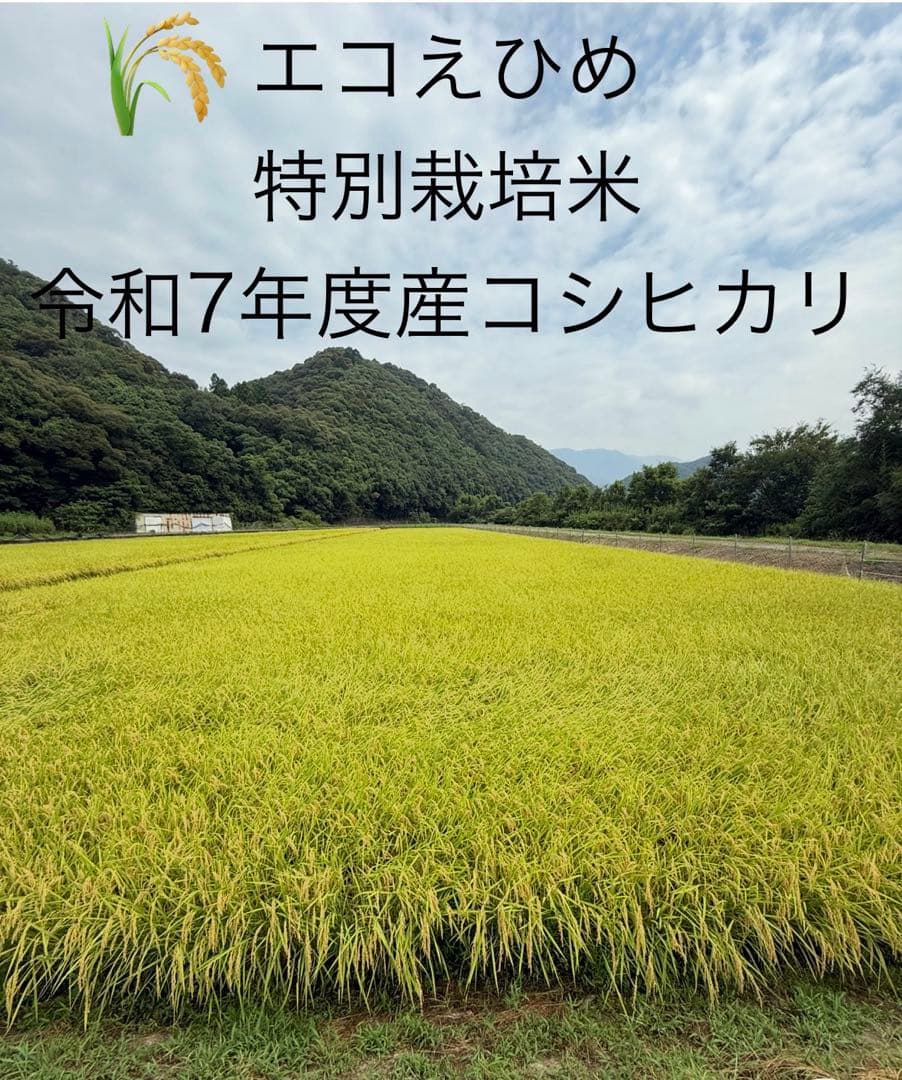令和7年度愛媛県産コシヒカリ10k 特別栽培米　エコえひめ(一等米)
