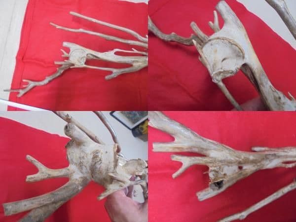 AKa6951　深海松　原木　レインボーコーラル　貝殻付　珍品　希少