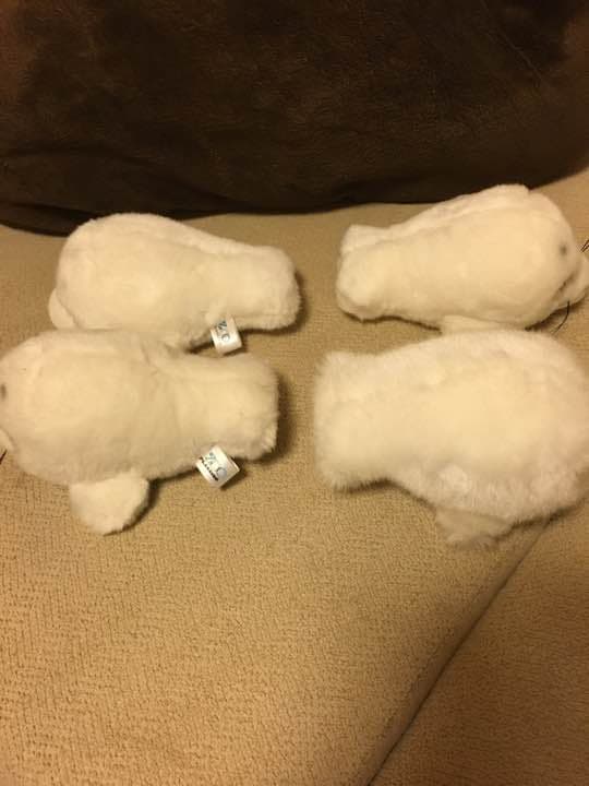 動物園シリーズ 確認用 アザラシ