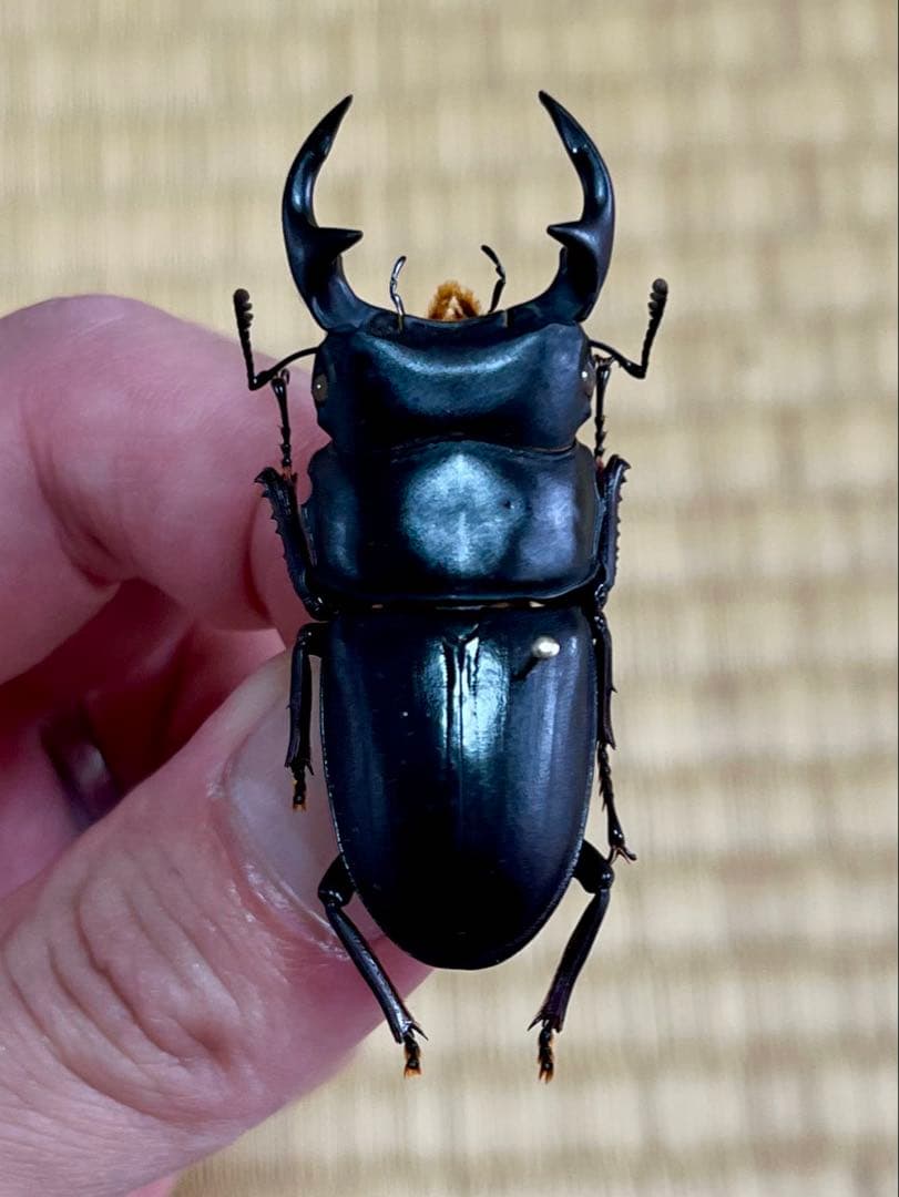 W*a様 オオクワガタ樹液採集個体B品標本3頭セット