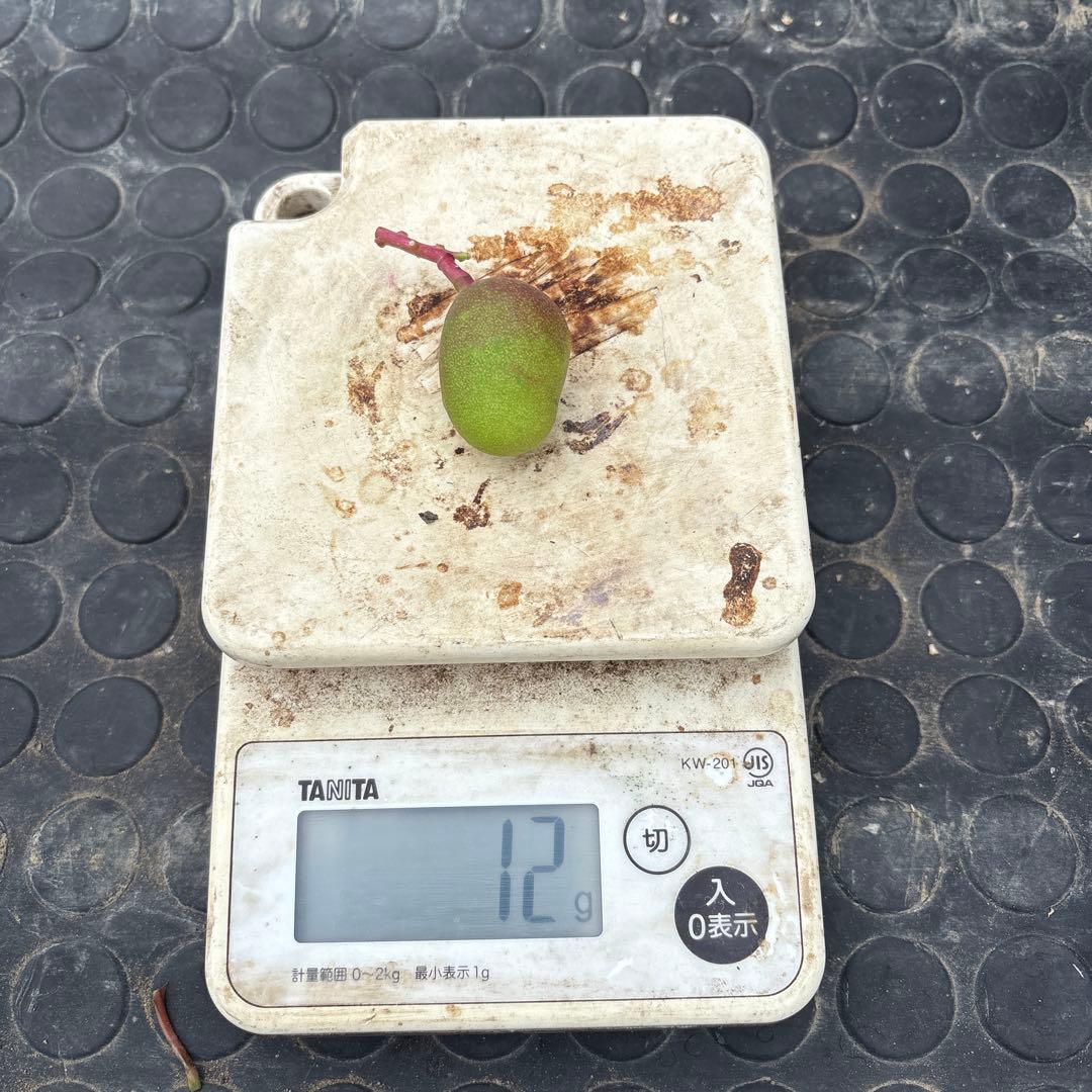 摘果マンゴー 2/6❶