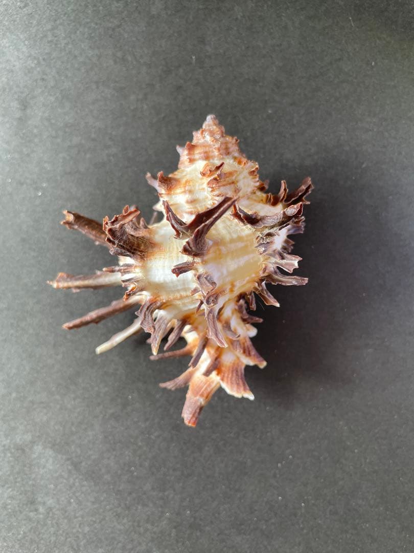 【極美品】天然 貝殻 5点豪華セット（オウムガイ・ホネガイ・シノマキガイ他）