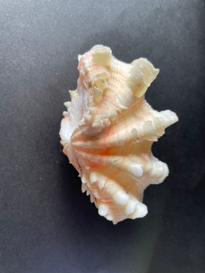 【極美品】天然 貝殻 5点豪華セット（オウムガイ・ホネガイ・シノマキガイ他）