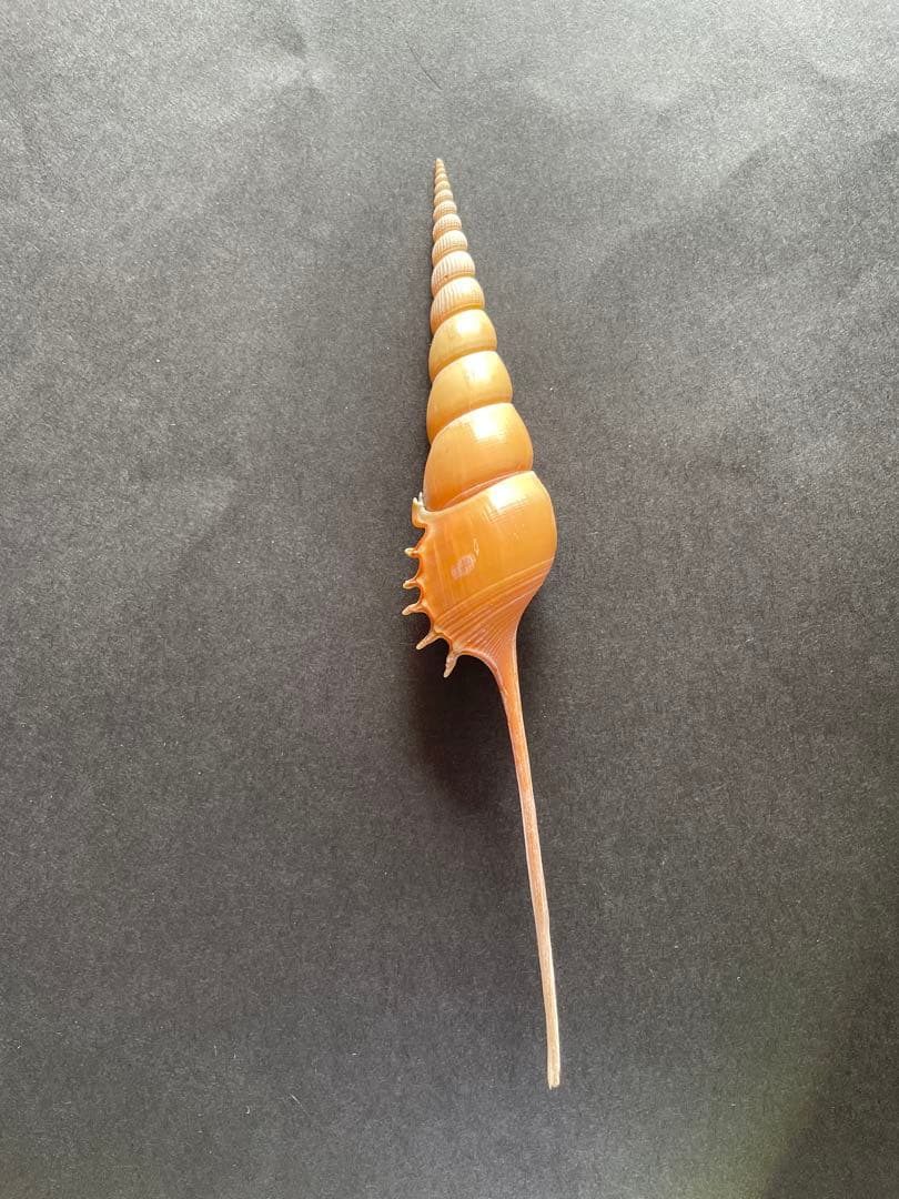 【極美品】天然 貝殻 5点豪華セット（オウムガイ・ホネガイ・シノマキガイ他）