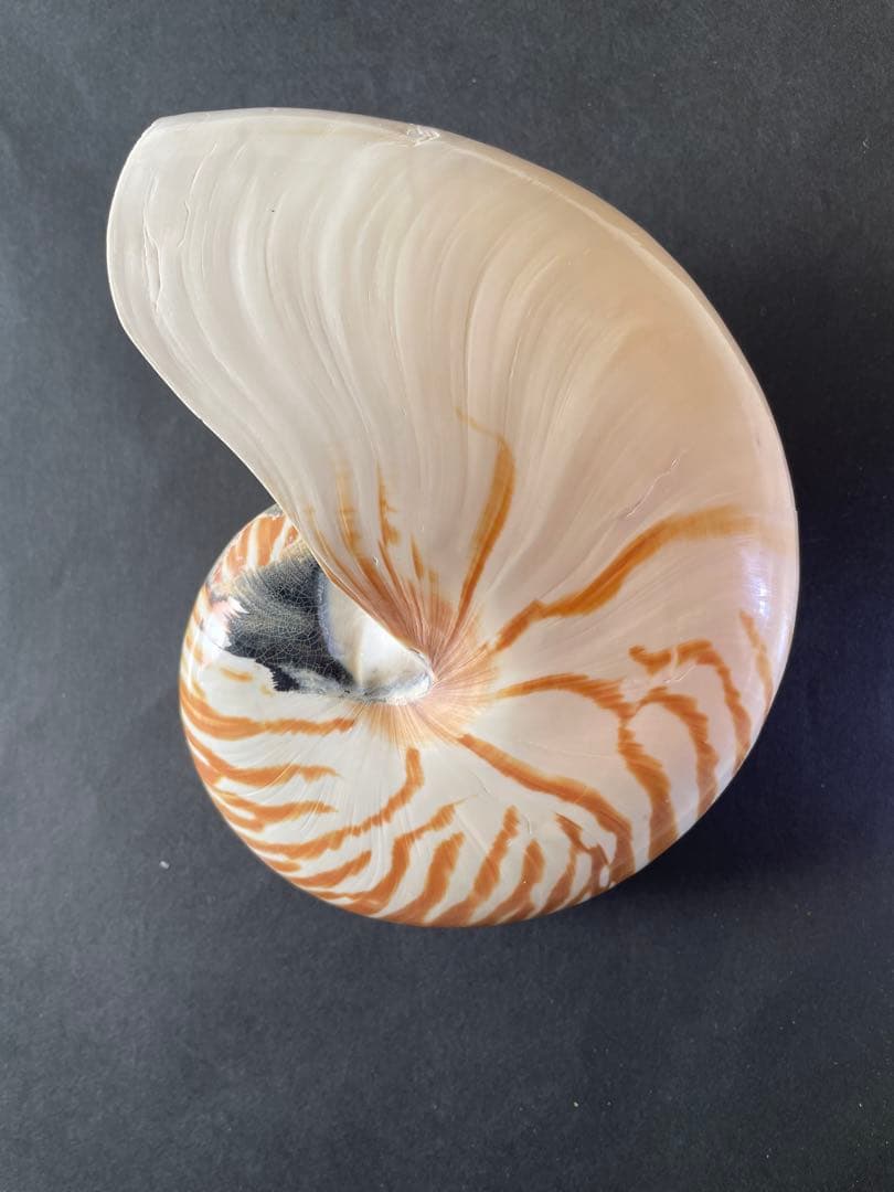 【極美品】天然 貝殻 5点豪華セット（オウムガイ・ホネガイ・シノマキガイ他）