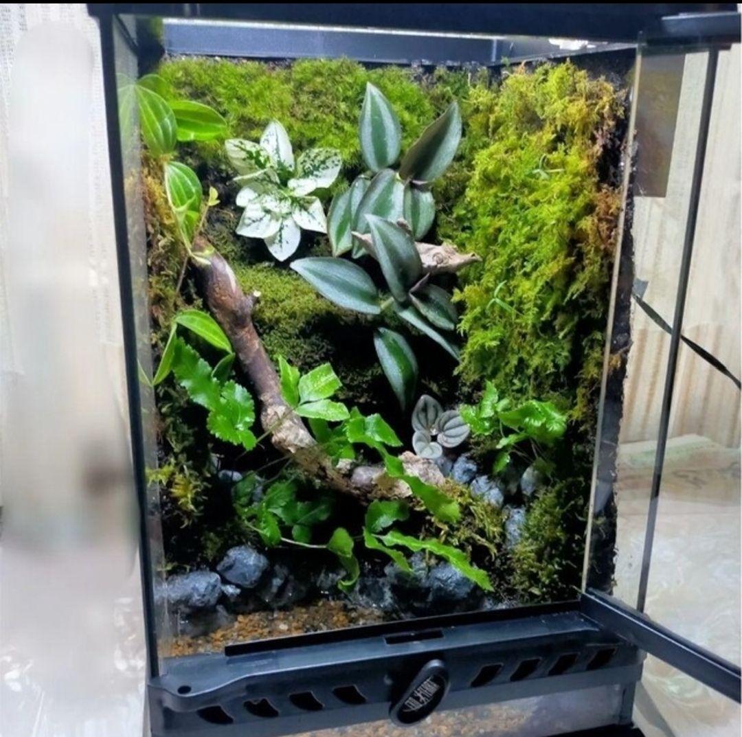 隠れ家付き！自然の中の飼育箱、苔テラリウム